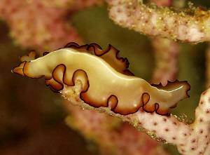 I cannt identify this flatworm found in Raja Ampat. by Charles Wright 